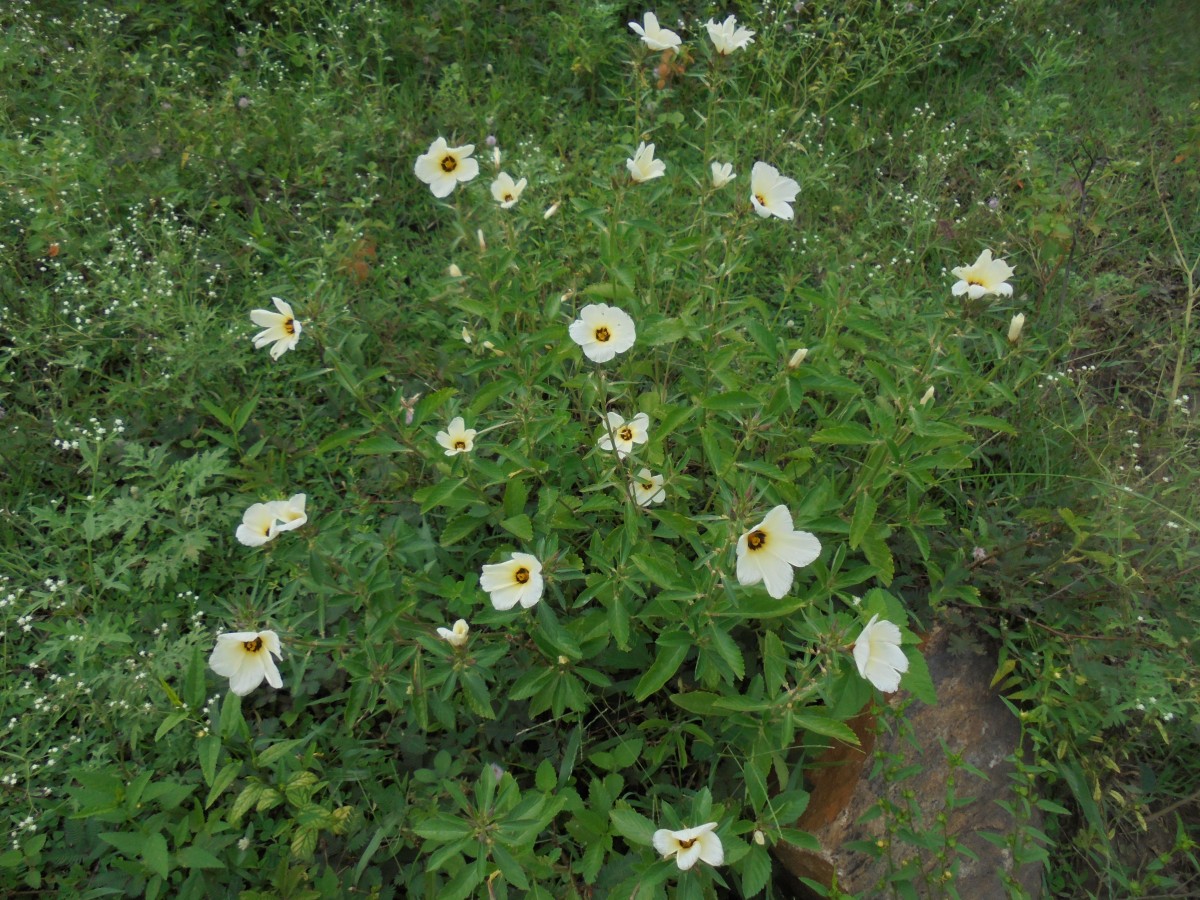 Turnera subulata Sm.